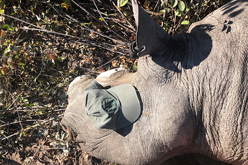 A black rhino that has just been dehorned, with a cap over its eye to protect it from the dust